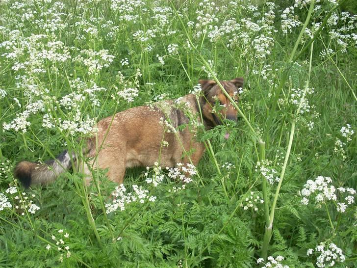 Blanding af racer Charlie *RIP* billede 13