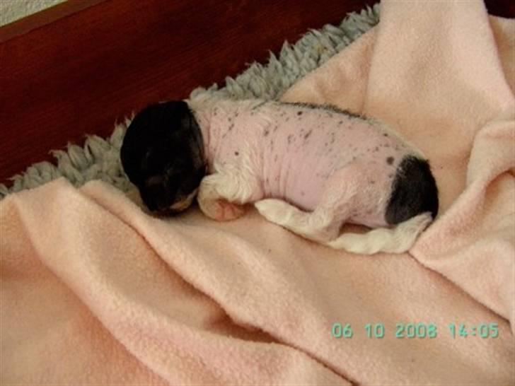 Chinese crested hårløs Hersted's Yorkshire Ming- - "Gå nu væk... gider ikke de billeder nu..." billede 6