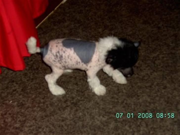 Chinese crested hårløs Hersted's Yorkshire Ming- - stadig ikke lige helt enige omkring det der med de billeder haha billede 7