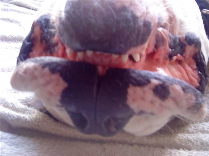 Amerikansk bulldog Zako aKa Underbid billede 17