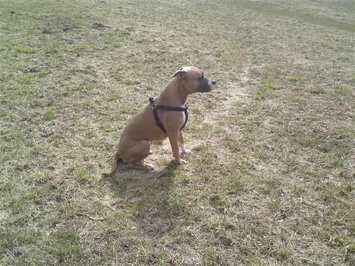 Amerikansk staffordshire terrier Fie billede 6