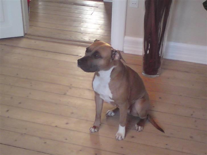 Amerikansk staffordshire terrier Fie billede 7