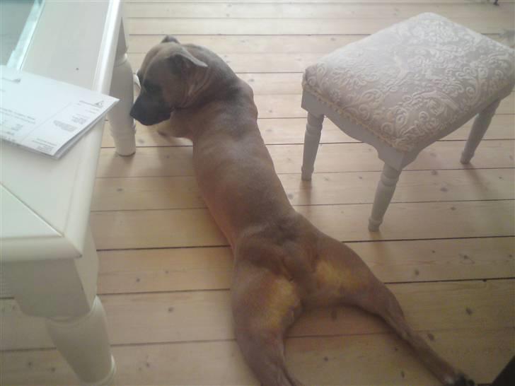 Amerikansk staffordshire terrier Fie billede 8