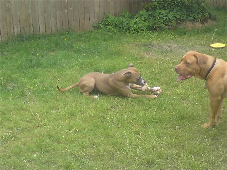 Amerikansk staffordshire terrier Fie billede 9