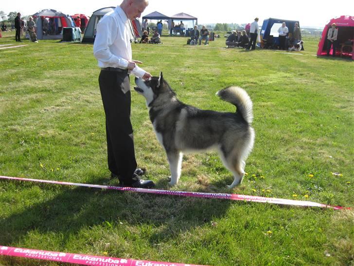Alaskan malamute kiano billede 5