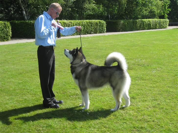 Alaskan malamute kiano billede 6