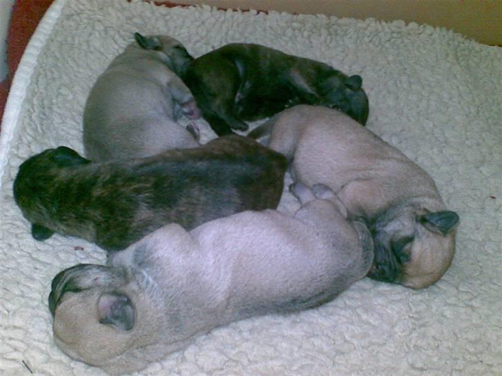 Blanding af racer mulle - MULLE MED 5 DEJLIGE HVALPE billede 9