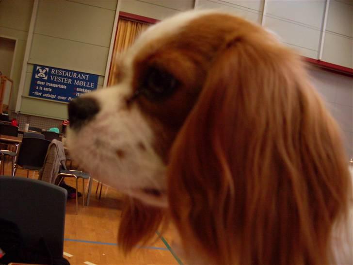 Cavalier king charles spaniel Cavasoles Nuggi billede 9