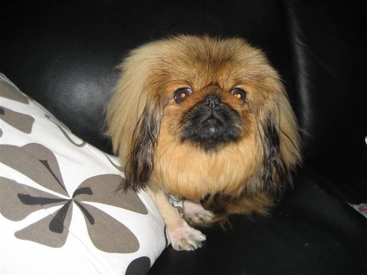 Pekingeser chang billede 1