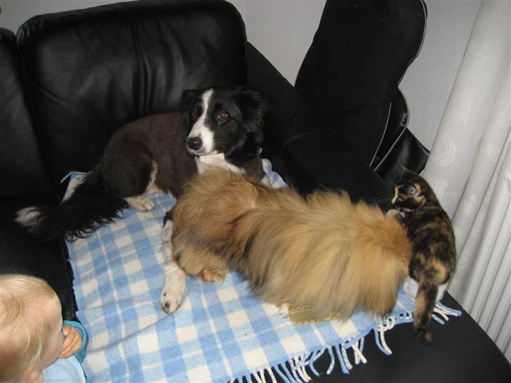 Pekingeser chang billede 2