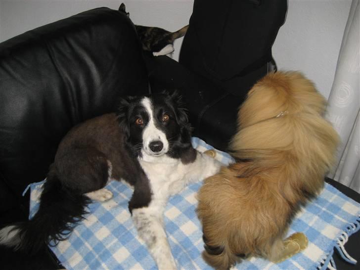 Pekingeser chang billede 3