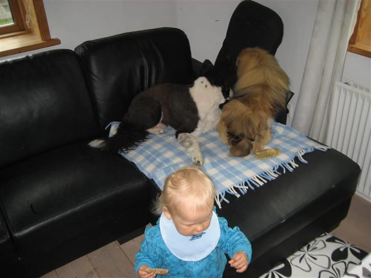 Pekingeser chang billede 4