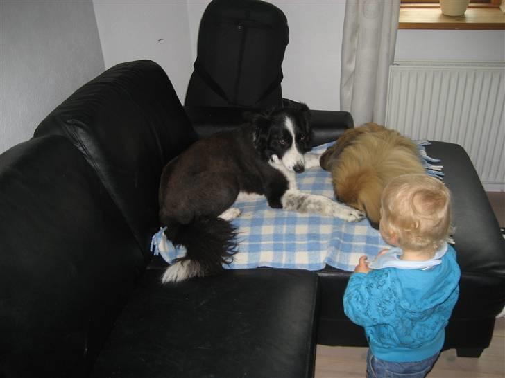 Pekingeser chang billede 5