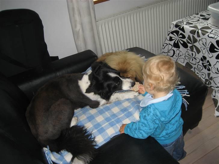 Pekingeser chang billede 6