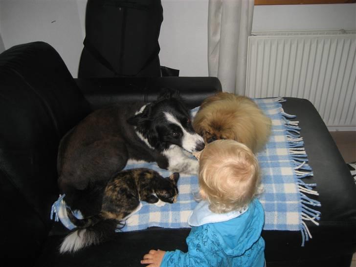 Pekingeser chang billede 7