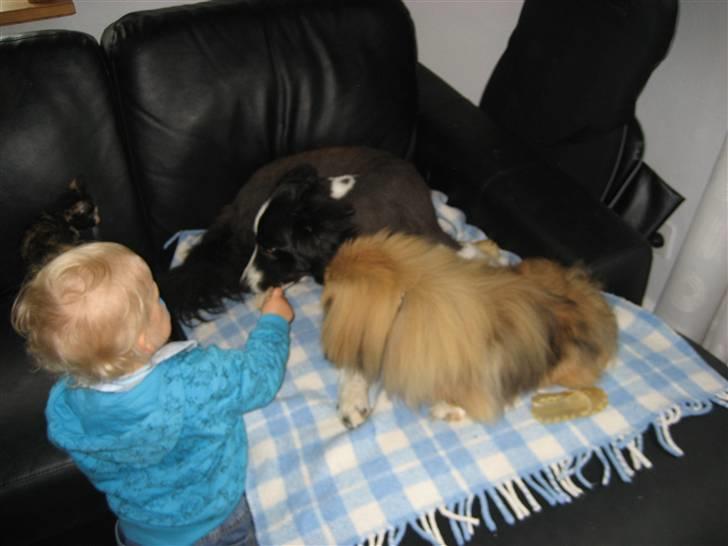 Pekingeser chang billede 8