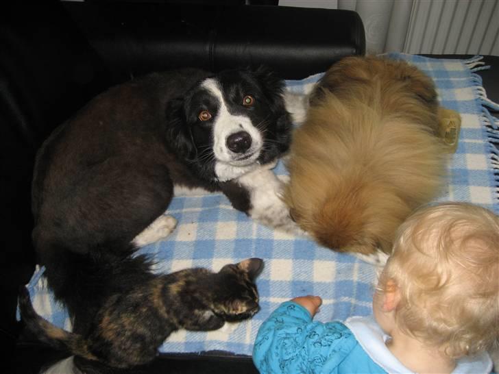 Pekingeser chang billede 9