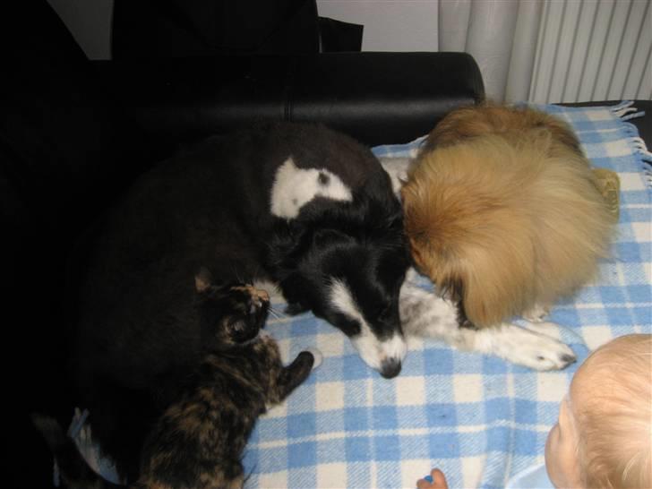 Pekingeser chang billede 10