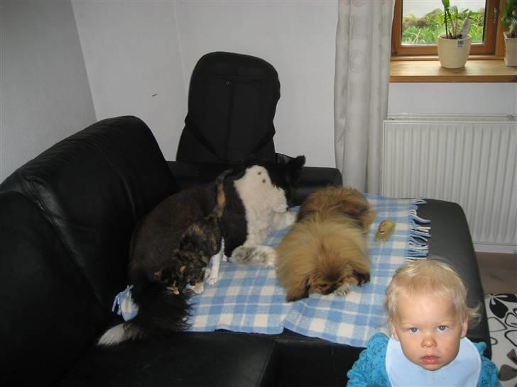 Pekingeser chang billede 11