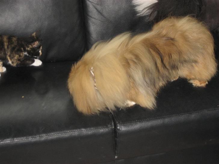 Pekingeser chang billede 12