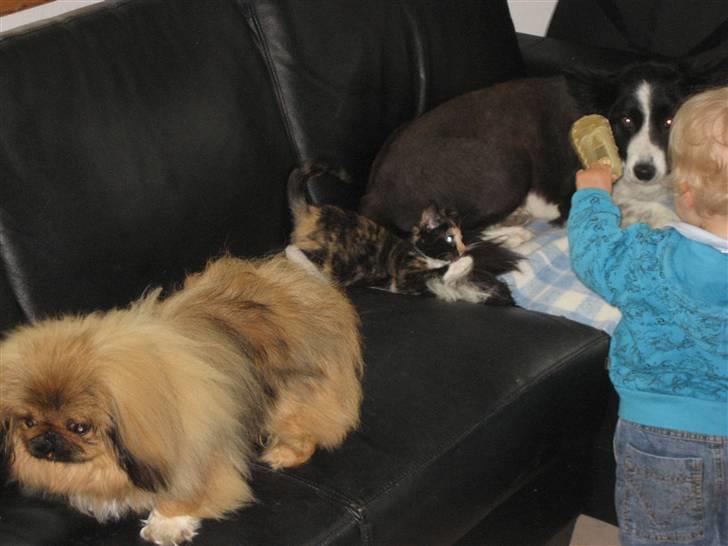 Pekingeser chang billede 13