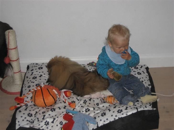 Pekingeser chang billede 14