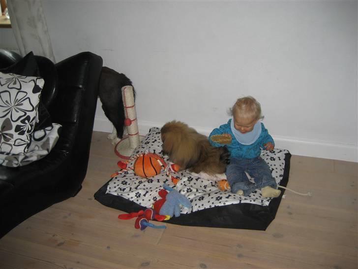 Pekingeser chang billede 15