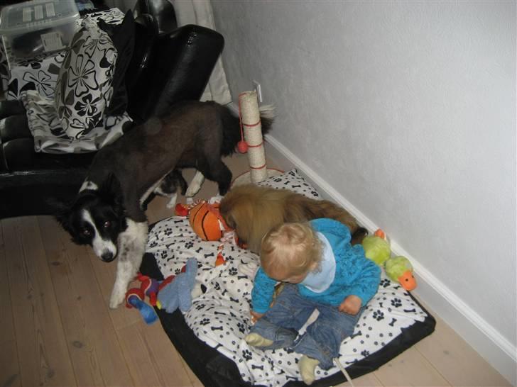 Pekingeser chang billede 16