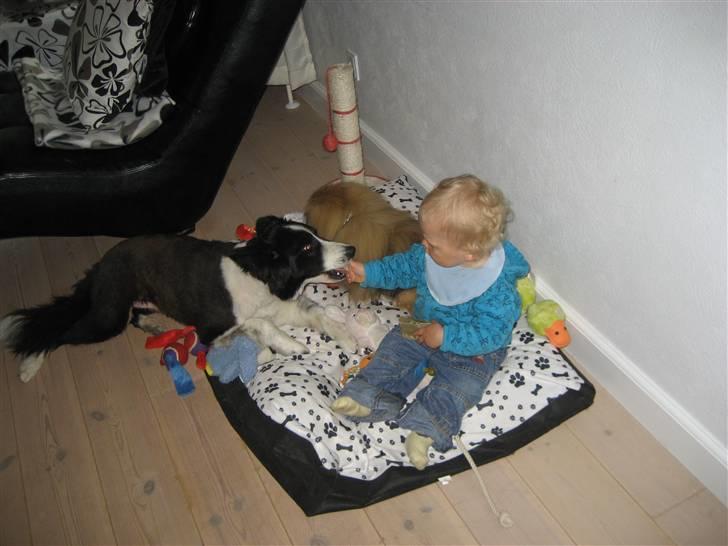 Pekingeser chang billede 17