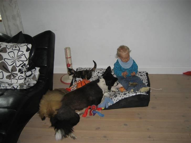 Pekingeser chang billede 18