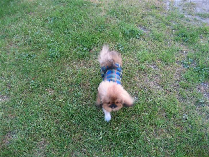 Pekingeser chang billede 19