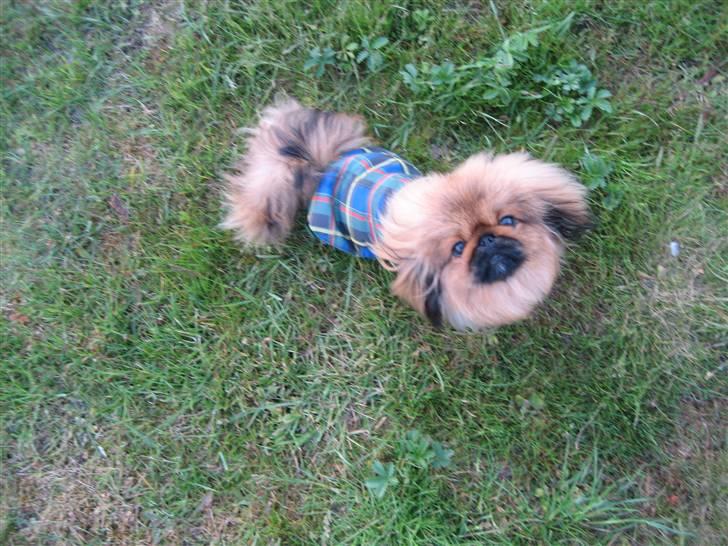 Pekingeser chang billede 20