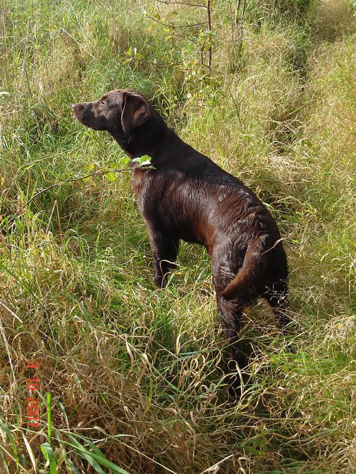 Labrador retriever Luka tidl. hund - efterårsfarver billede 17
