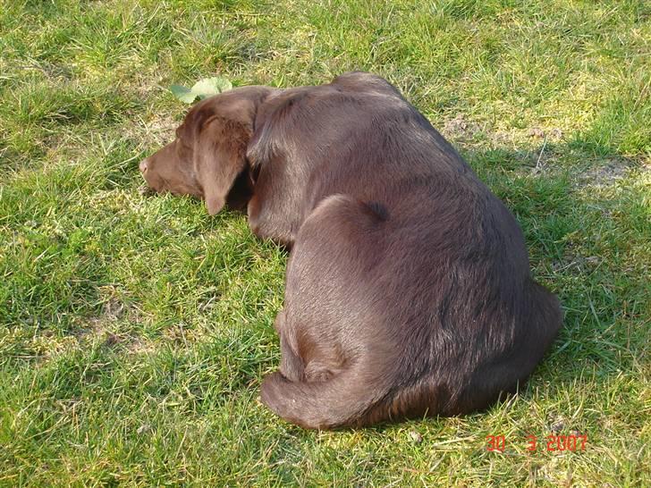 Labrador retriever Luka tidl. hund - det er så hårdt at være hund billede 19
