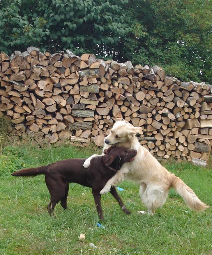 Labrador retriever Luka tidl. hund - Luka og Charlie leger billede 20