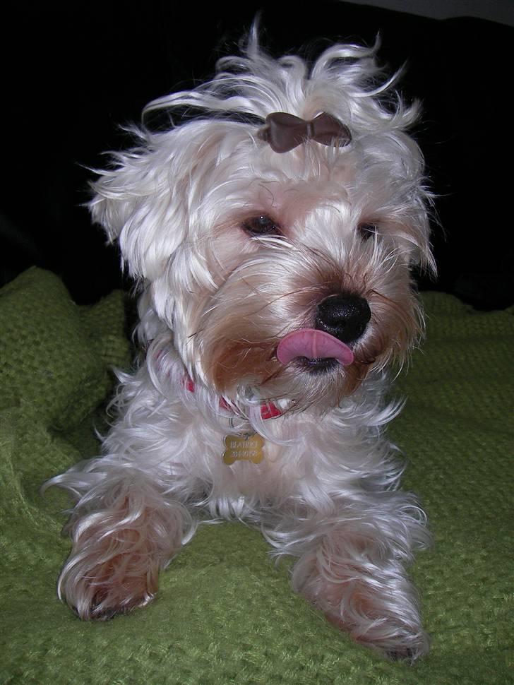 Yorkshire terrier *-Beatrice-* - Slurp :) billede 6