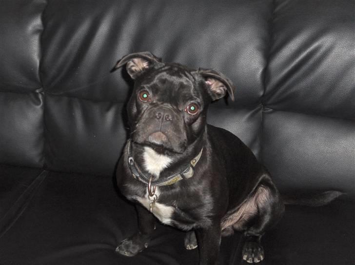 Blanding af racer Uffe billede 9