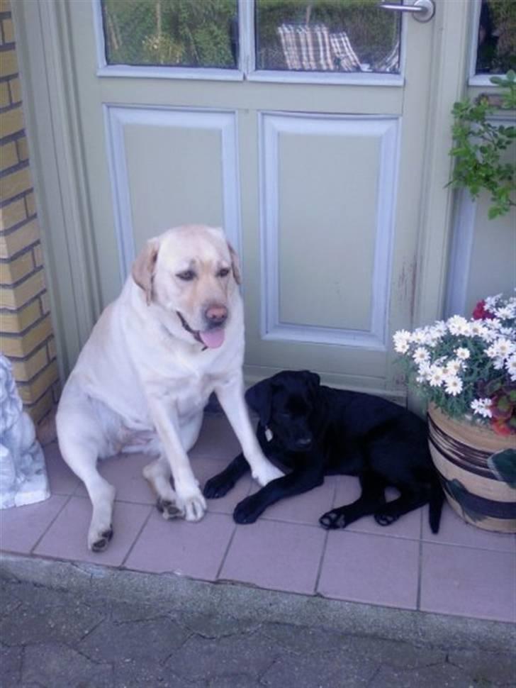 Labrador retriever Nuser billede 4