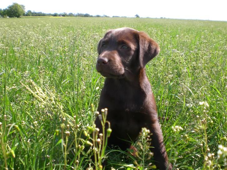 Labrador retriever Alberte billede 1