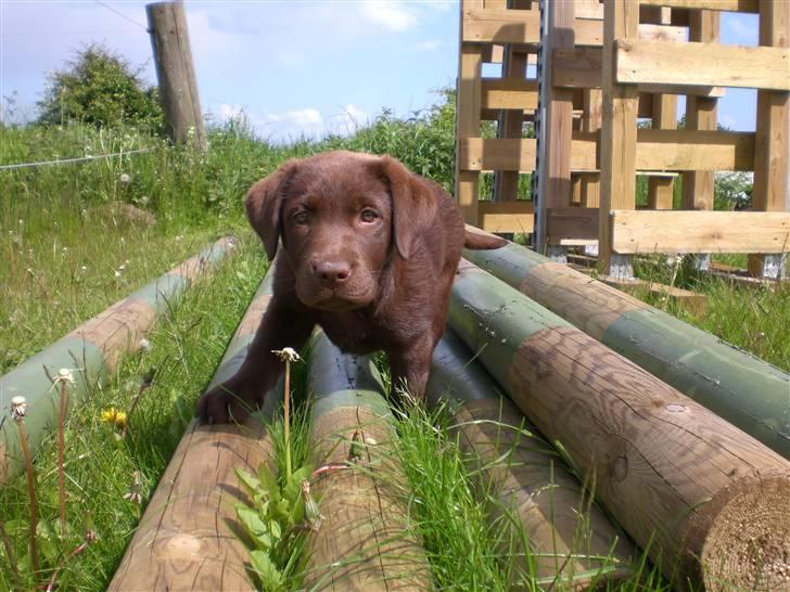 Labrador retriever Alberte billede 2
