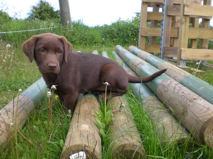 Labrador retriever Alberte billede 3
