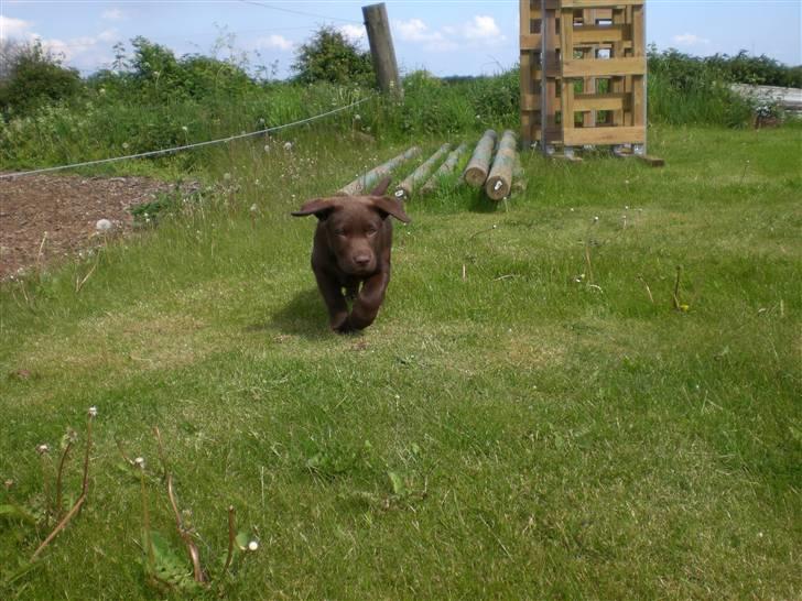 Labrador retriever Alberte billede 4