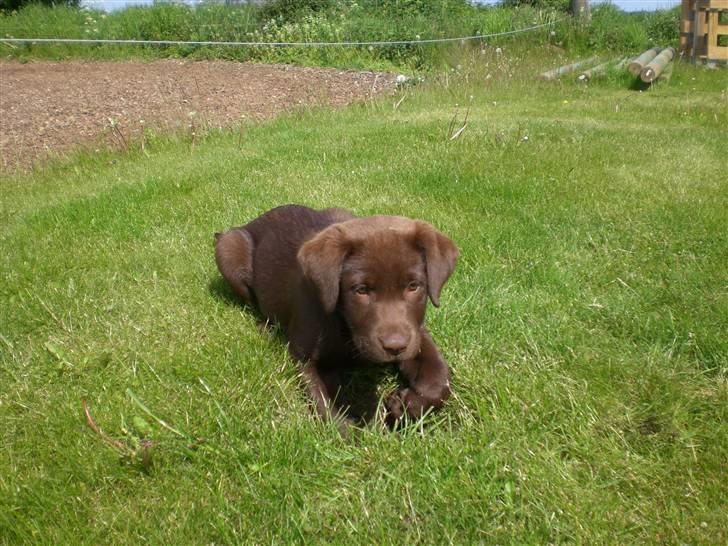 Labrador retriever Alberte billede 5