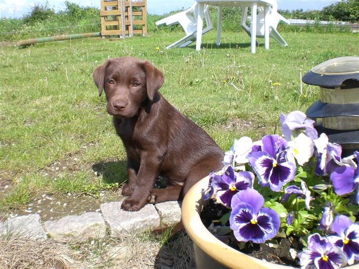 Labrador retriever Alberte billede 6