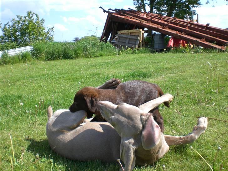 Labrador retriever Alberte billede 7