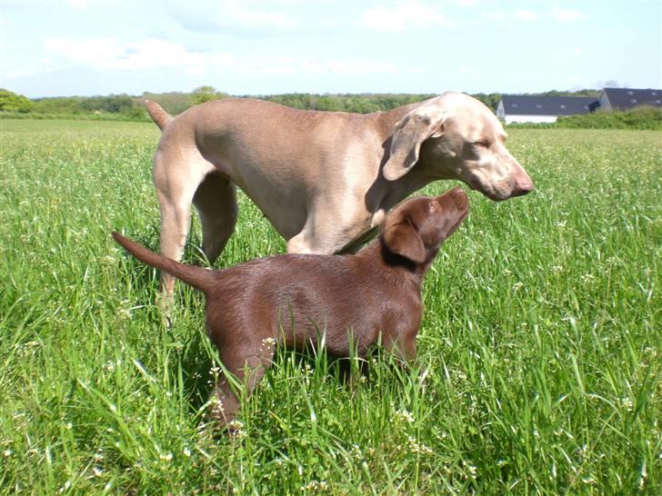 Labrador retriever Alberte billede 8