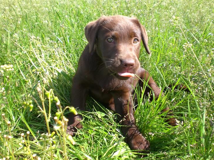 Labrador retriever Alberte billede 9