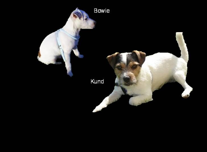 Jack russell terrier Bowie billede 12