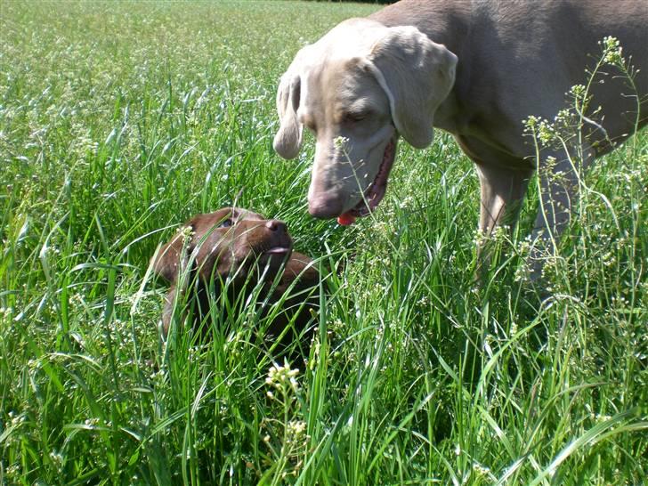 Labrador retriever Alberte billede 10