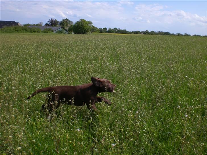 Labrador retriever Alberte billede 11